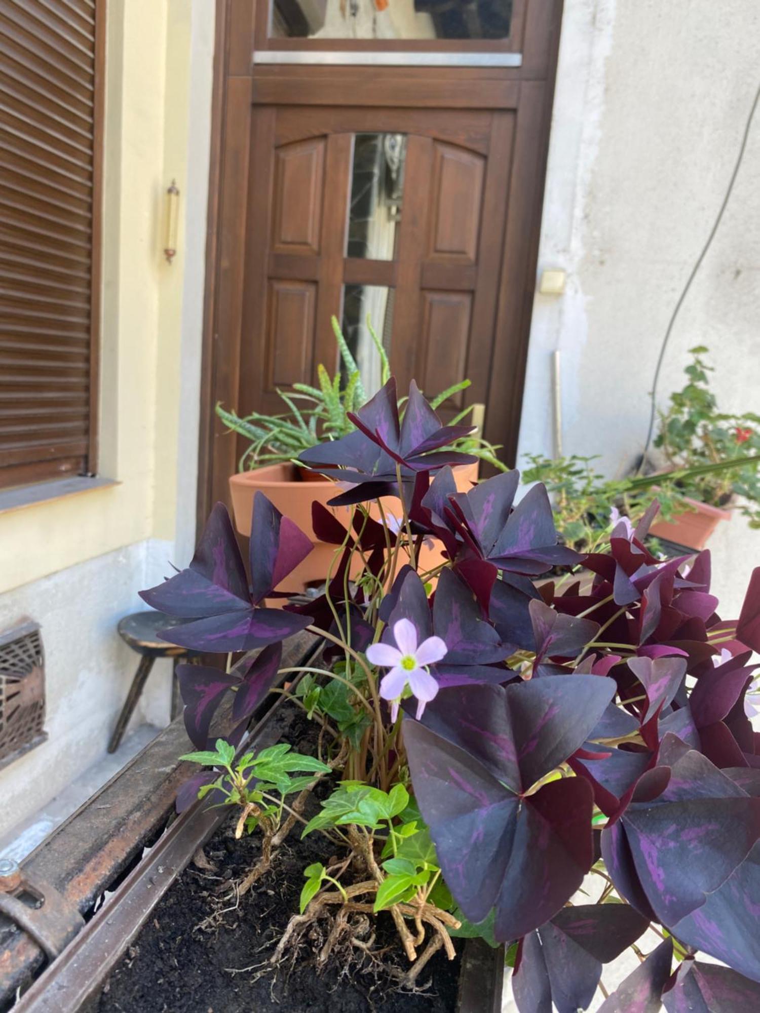 Oasis One Bedroom For Renting Budapest